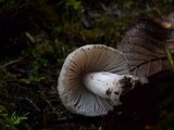 Amanita farinosa image