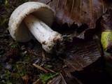 Amanita farinosa image