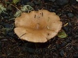 Clitocybe squamulosa image