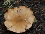Clitocybe squamulosa image