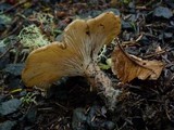 Clitocybe squamulosa image