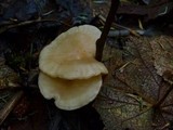 Clitocybe fragrans image