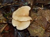 Clitocybe fragrans image