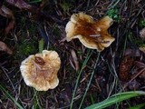 Hygrophoropsis aurantiaca image