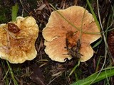 Hygrophoropsis aurantiaca image