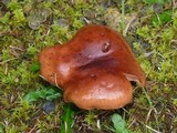 Tricholoma fracticum image