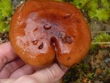 Tricholoma fracticum image
