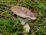 Gomphidius glutinosus image