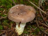 Gomphidius glutinosus image