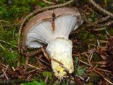 Gomphidius glutinosus image