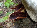 Otidea auricula image