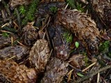 Gomphidius glutinosus image