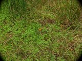 Psilocybe azurescens image
