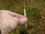 Psilocybe azurescens image