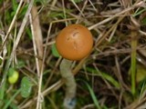 Psilocybe azurescens image