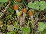 Psilocybe azurescens image