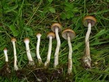 Psilocybe azurescens image