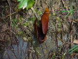 Otidea auricula image