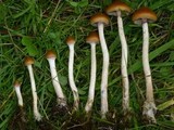 Psilocybe azurescens image