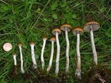 Psilocybe azurescens image