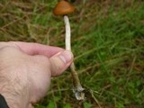 Psilocybe azurescens image