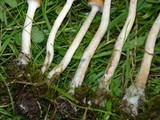 Psilocybe azurescens image
