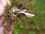 Psilocybe azurescens image