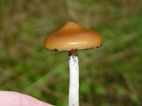 Psilocybe azurescens image