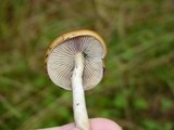 Psilocybe azurescens image