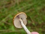 Psilocybe azurescens image
