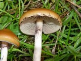 Psilocybe azurescens image