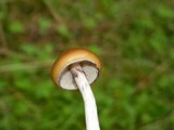 Psilocybe azurescens image