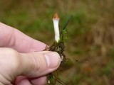 Psilocybe azurescens image