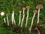 Psilocybe azurescens image