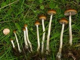 Psilocybe azurescens image
