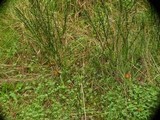 Psilocybe azurescens image