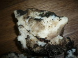 Oxyporus obducens image