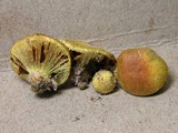 Cortinarius globuliformis image