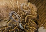 Gyroporus castaneus image