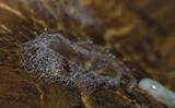 Gyroporus castaneus image