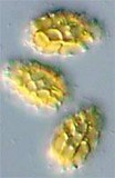 Image of Heimioporus mandarinus