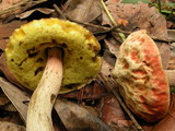 Heimioporus mandarinus image