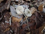 Mycena galericulata image