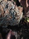 Penicillium vulpinum image