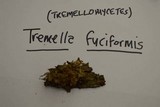 Tremella fuciformis image