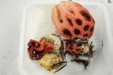 Clathrus crispus image