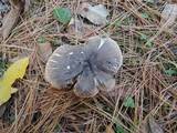 Tricholoma terreum image