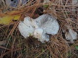Tricholoma terreum image