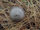 Tricholoma terreum image