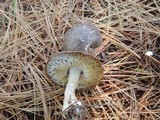 Tricholoma terreum image